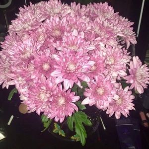 Meet your Posher, Josey